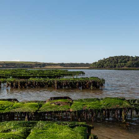 Picture relating to Our Oyster Farm - Woodstown Bay Shellfish Ltd.